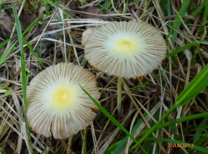 Bolbitius vitellinus